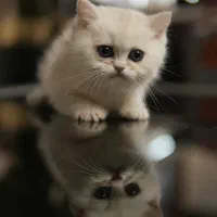 گربه بریتیش سیلور