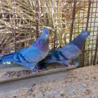 کفتر سبز فروشی قیمت ۱۱۰۰|پرنده|ریگان, |دیوار