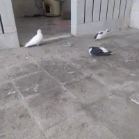 کبوتر 4عدد قیمت مناسب