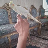 عروس هلندی زبر و زرنگ سرحال ب ضمانت