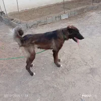 سگ نگهبان|سگ|شوشتر, |دیوار