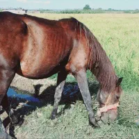 ماده یان وکره|اسب و تجهیزات اسبسواری|گرگان, |دیوار