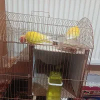 کوتوله برزیلی|پرنده|ایلخچی, |دیوار