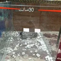 آکواریوم|ماهی|شیراز, دشت چنار|دیوار