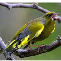 سهره سبز نر