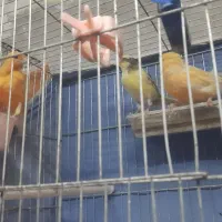 ماده قناری اماده|پرنده|تاکستان, |دیوار