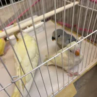 عروس هلندی و طوطی برزیلی دستی