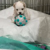 حیوان خانگی