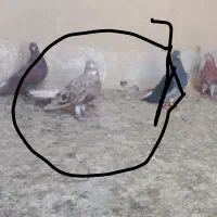 گم شده