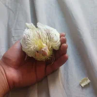 عروس هلندی|پرنده|ملایر, |دیوار