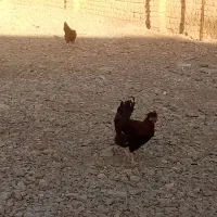 خلنگ فروشی|حیوانات مزرعه|سیدان, |دیوار