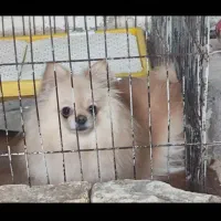 پامر خرسی وارداتی