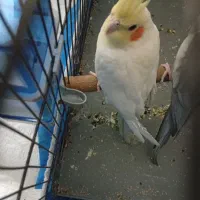 عروس هلندی ماده|پرنده|شاهینشهر, گزبرخوار|دیوار