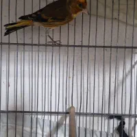 سهره قناری|پرنده|اسلام‌شهر, شهرک سالور|دیوار