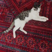 گربه گمشده