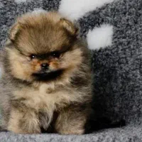 توله سگ پامر خرسی نر