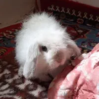 خرگوش خانگی نژاد لوپ واکسن خورده