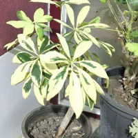 گل گیاه|گل و گیاه طبیعی|میاندوآب, |دیوار