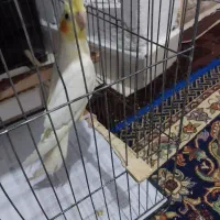 عروس هلندی رام رام|پرنده|قدس, شهرقدس|دیوار