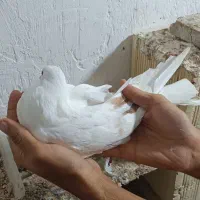 کبوتر|پرنده|بندرلنگه, |دیوار