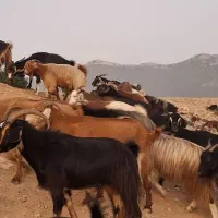 بز دورگه پاکستانی محلی|حیوانات مزرعه|کیاسر, |دیوار