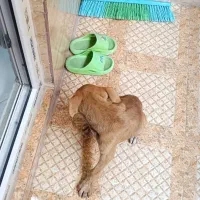 توله پیتبول