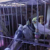 طوطی عروس و طوطی برزبلی