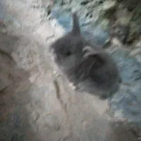 یک بچه خرگوش لوپ اصل|موش و خرگوش|فردوس (خراسان), |دیوار