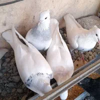 طوقی|پرنده|فشاپویه, |دیوار