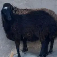 گوسفند فروشی