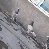 کبوتر .پلاکی