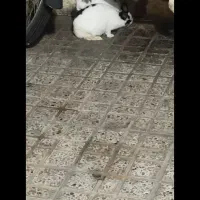 خرگوش نر وماده