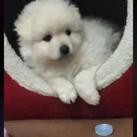 پامر عروسکی