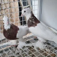 کبوتر طوقی پاپر سلطنتی