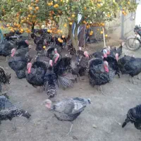 بوقلمون محلی