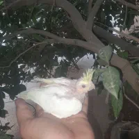 پرنده زینتی