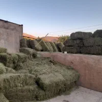 شبدر گل|خدمات باغبانی و درختکاری|صحنه, |دیوار