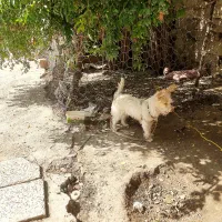 سگ پاکوتاه تریر تربیت شده ،حفت نرو ماده|سگ|کلاله, |دیوار