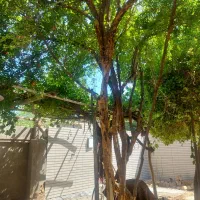 فروش ۱۸۳ متر خونه باغ