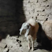 تعداد ۴بزجوان و۱پیر|حیوانات مزرعه|قهستان, |دیوار