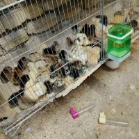 جوجه مرغ محلی یه روزه