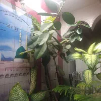 فروش گل