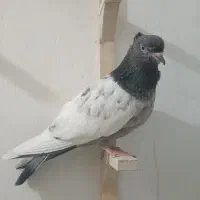 فروش ماده سینه سبز