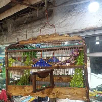 انواع سهره قناری و قفس سلطنتی پرنده های خاص|پرنده|مشهد, عنصری|دیوار