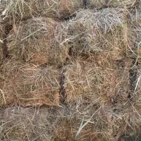 یونجه کوبیده