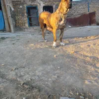 سگ ماده|سگ|مشهد, تبادکان|دیوار