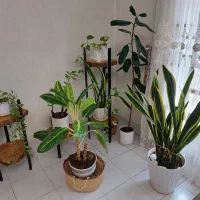 گل آپارتمانی با استند فلزی و چوبی