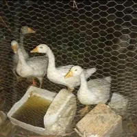 جوجه غاز شش ماهه