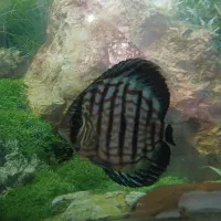 گله ده عددی دیسکس زیبا و سالم|ماهی|شیراز, شهرک بهار|دیوار