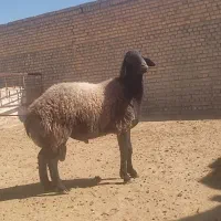 بره قورچ تخمی